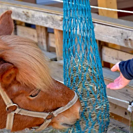 캠프장 Einzigartiges Wohnen Umgeben Von Natur Und Ponys 레겐슈타우프