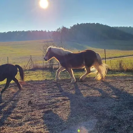 Einzigartiges Wohnen Umgeben Von Natur Und Ponys 캠프장 레겐슈타우프