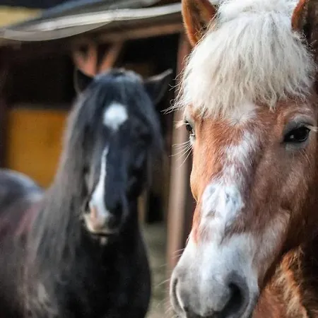 캠프장 Einzigartiges Wohnen Umgeben Von Natur Und Ponys *